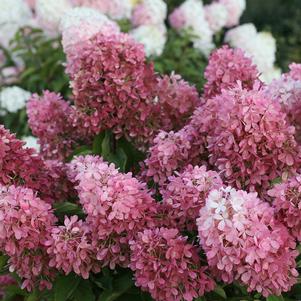 ZINFIN DOLL® HYDRANGEA